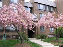 The two trees at the front of my building bloom every April.