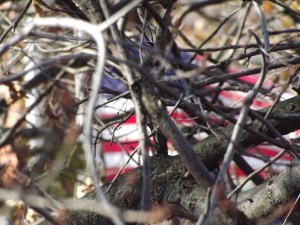 Photo of a US flag flying, seen through tree branches