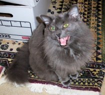 My cat Shadow meows constantly.