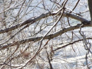 Photo of tree branches
