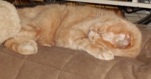 Gigi likes to sleep with her head tucked under herself.