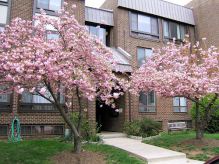 Two trees with pink blossoms are in bloom.