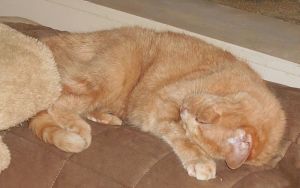 Gigi would often tuck her head into her body with sleeping—or being cute.