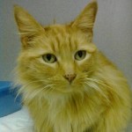 Ginger is a long-haired orange tabby.