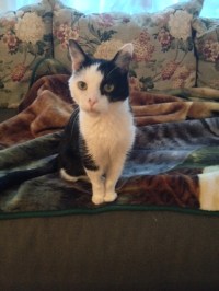 Domino is a tuxedo cat with an adorable pink nose.