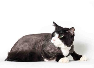 Romeo's fur had to be shaved off when he came to the shelter.