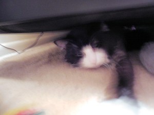 Romeo lashed out at me for taking his picture.