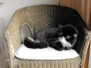 Romeo has found his preferred sleeping spot in a chair by the window.