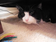 Romeo's new homeunder by bed.