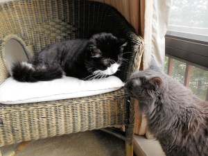 Romeo and Shadow exchange nose touches.