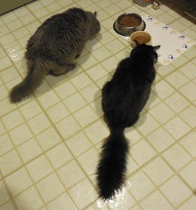 Romeo and Shadow enjoy the first of their evening meals.