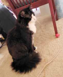 Romeo's fur continues to grow out.