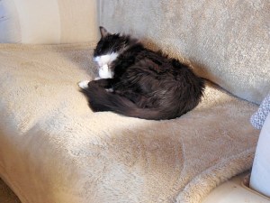 Romeo cleans before settling in.