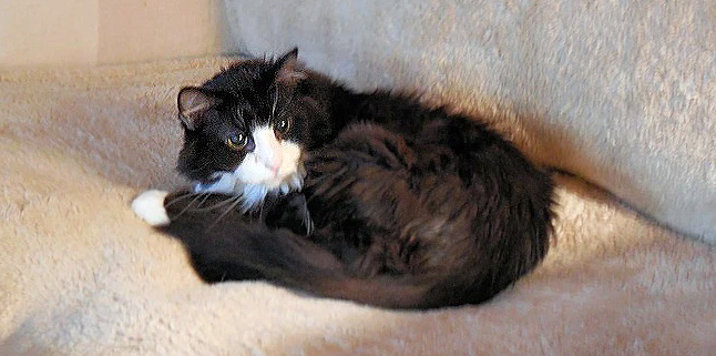 Romeo's spot on the sofa.