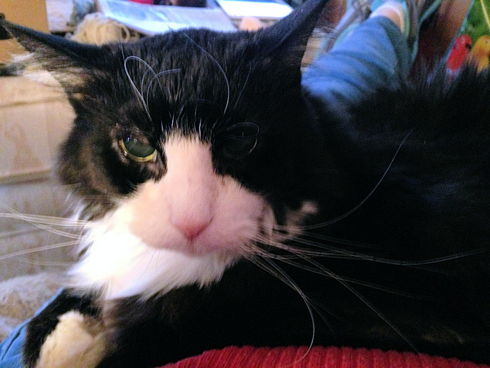 Romeo in his favorite spot—my lap.