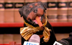 Triumph the Insult Comic Dog